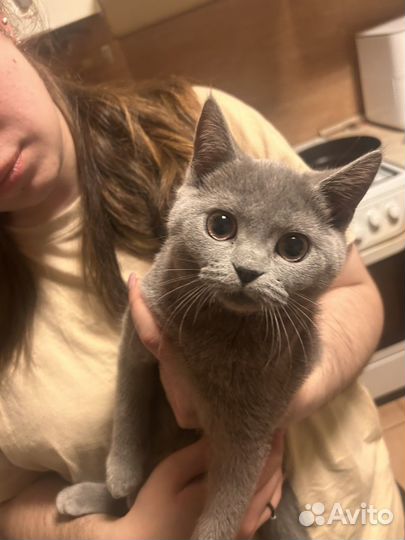 Британский котенок девочка 4мес