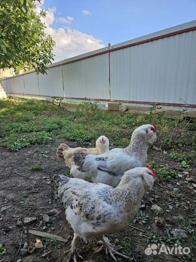 Куры фавероль