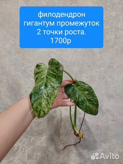 Филодендрон гигантум вариегатный, бурле макс и др