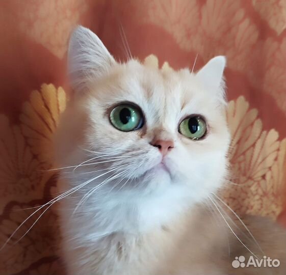 Британская кошечка в добрые руки