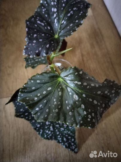 Бегония Pink spot lucerna