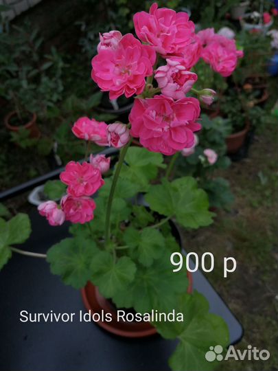 Герань Пеларгония Survivor Idols Rosalinda