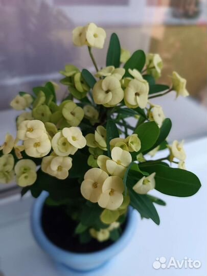 Молочай миля жёлтый красный розовый