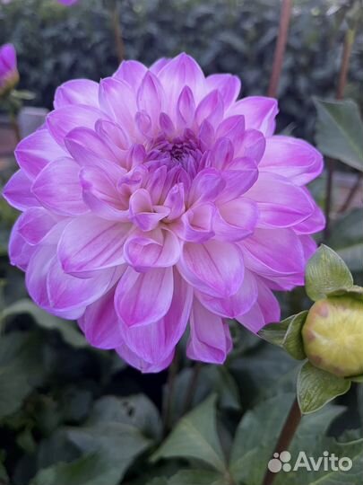 Георгины срезка