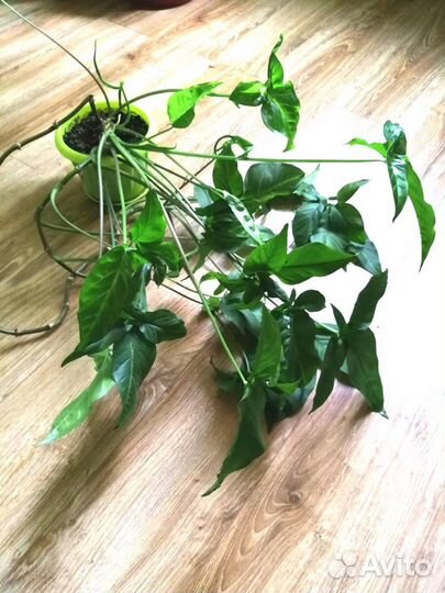 Взрослый сингониум