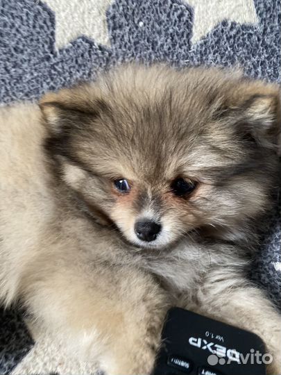 Щенки померанского шпица