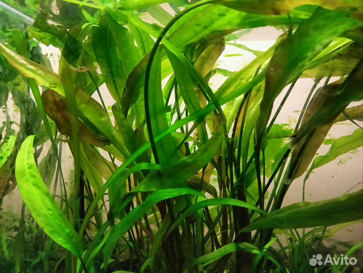 Криптокарина