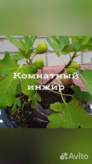 Веточки инжира и киви для укоренения -черенкования
