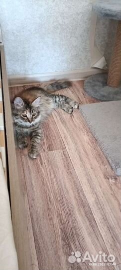 Пушистая котёнок девочка