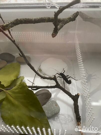 Перуанский палочник/кордильерский