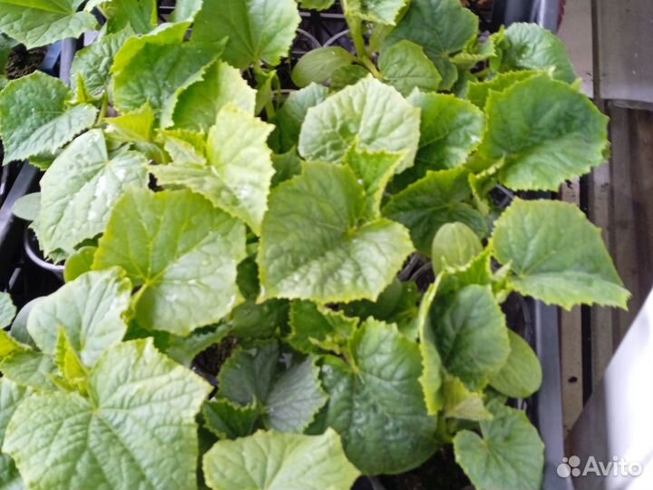 Рассада огурцов