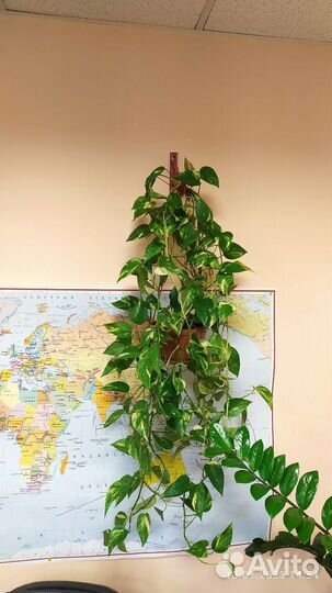 Сциндапсус