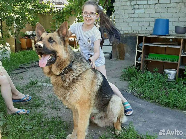 Вязка вео