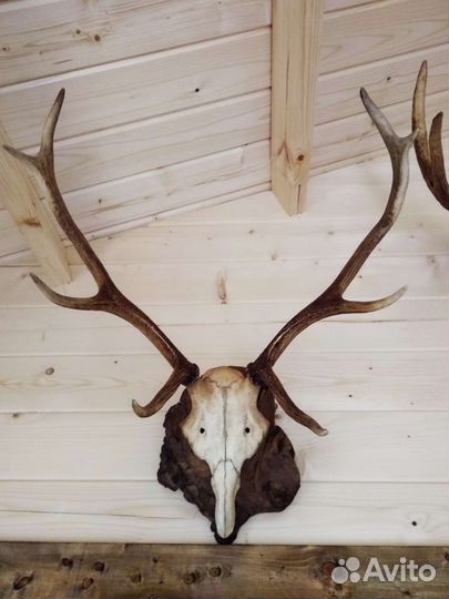 Рога косули, оленя, лося