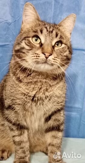 Полосатик ищет дом