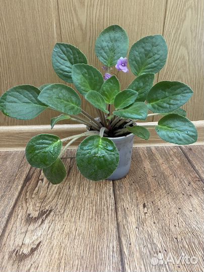 Сортовые фиалки