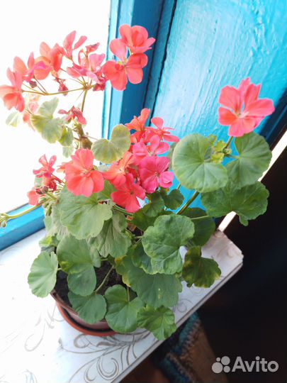 Комнатные цветы