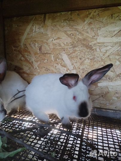 Кролики калифорнийцы
