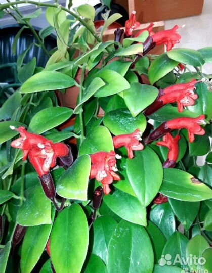 Эсхинантус Монна Лиза