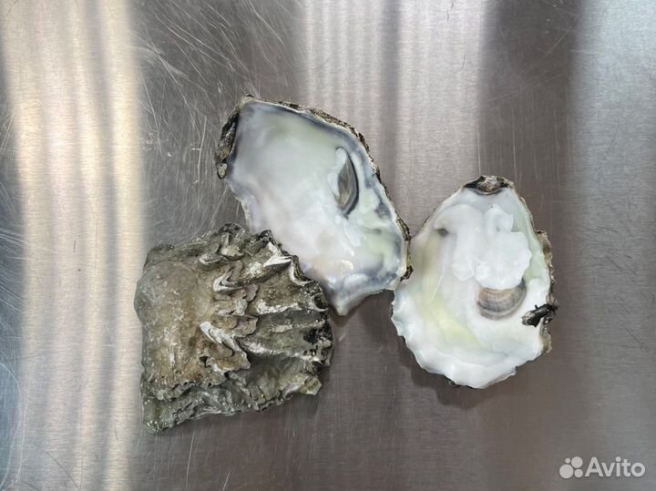 Ракушка устричная, раковина гребешка