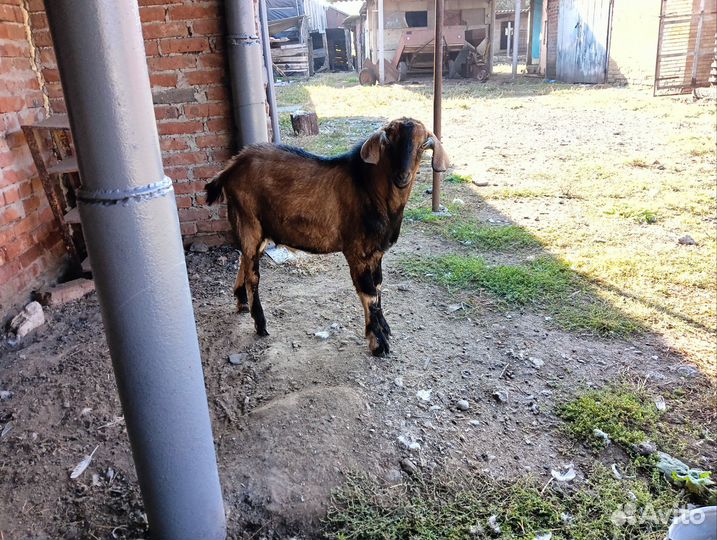 Нубийские козы козлы козлята