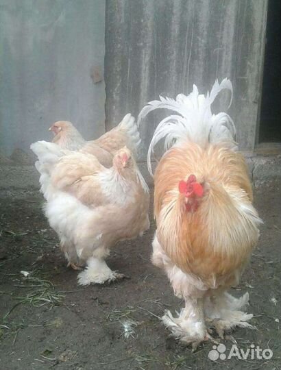 Инкубационное яйцо и цыплята породных кур