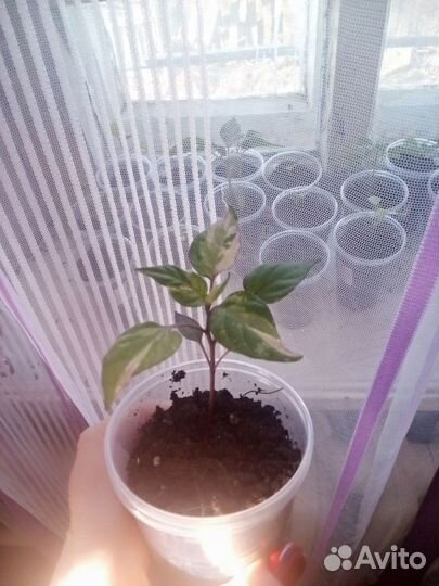 Перец комнатный острый