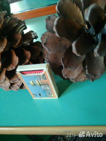 Шишки пальмы