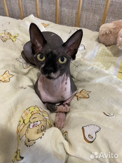 Канадский сфинкс