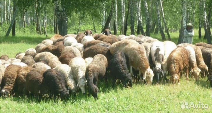 Стадо баранов