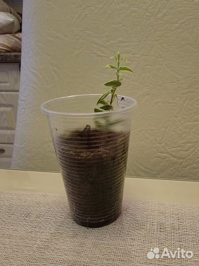 Мирт вариегатный мелколистный