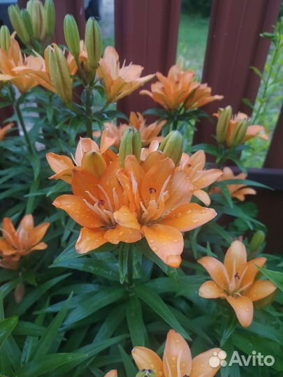 Многолетние цветы для сада