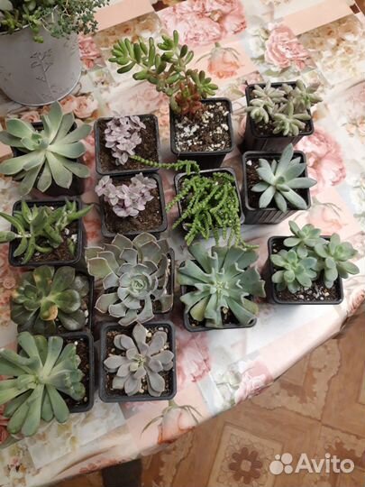 Суккуленты