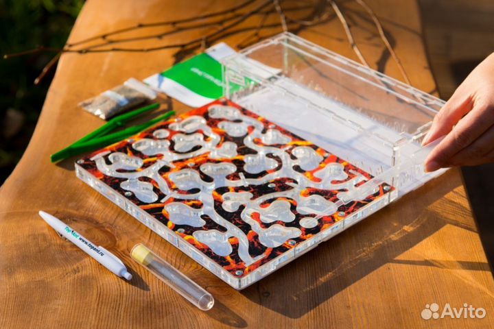 Формикарий/ Подарок для ребенка/ Муравьиная ферма