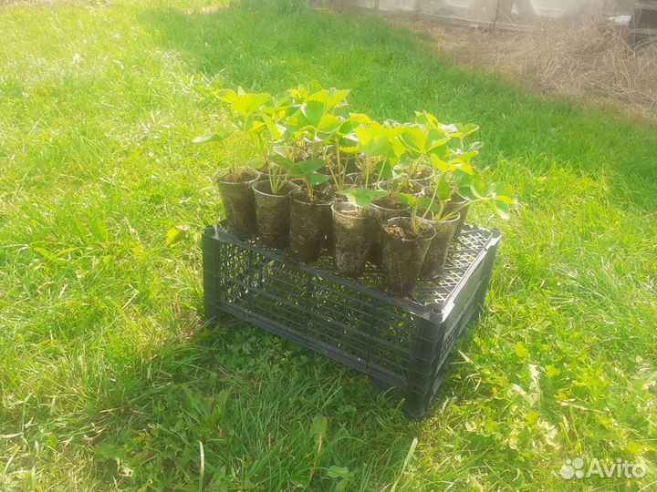 Рассада земляники крупноплодной (клубники)