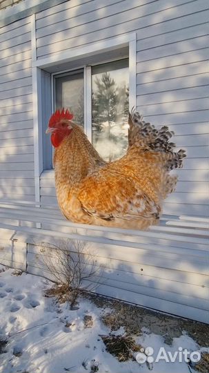 Инкубационное яйцо Нидерхайнер, цыплята
