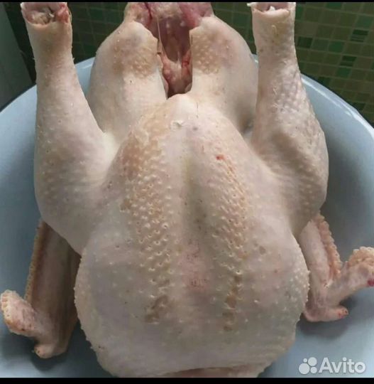 Домашняя индейка