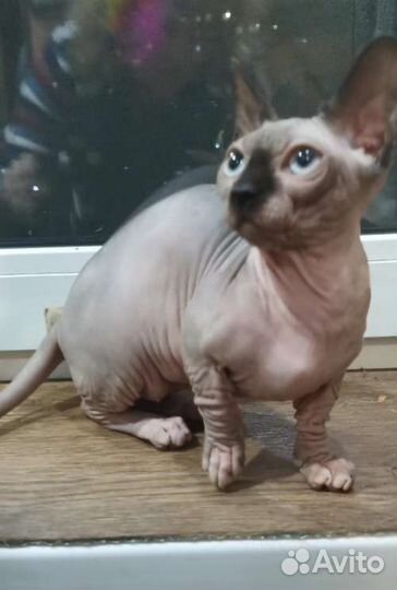 Канадский сфинкс котенок девочка