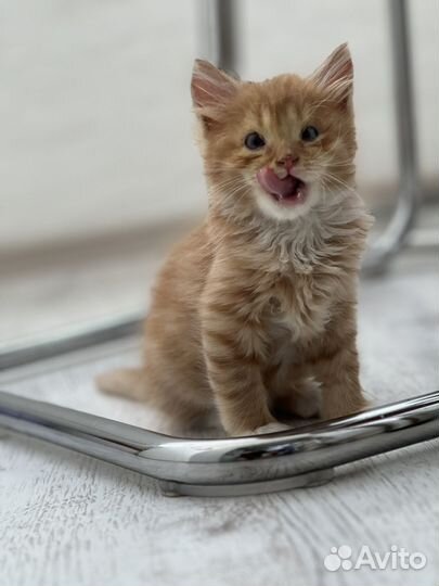 Котята мальчики