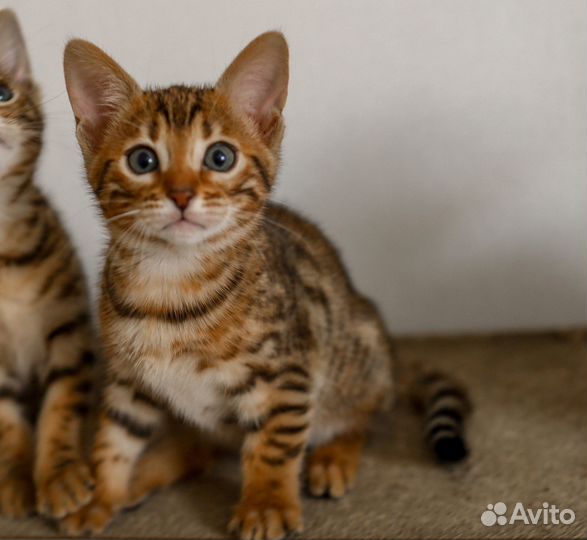 Бенгальские котята
