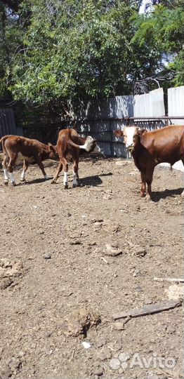 Бычки и телка