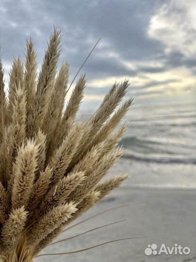 Букет из сухоцветов