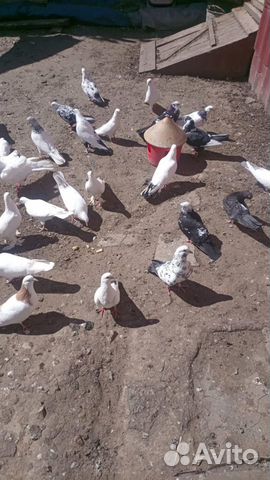 Продажа бакинских голубей