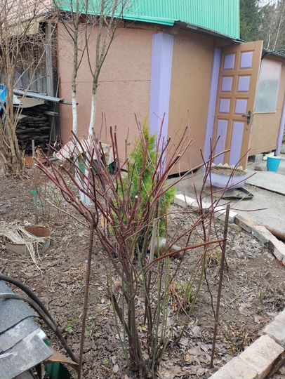 Участок 9,7 сот. (СНТ, ДНП)