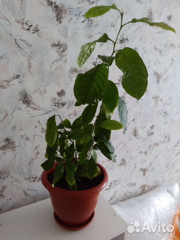 Лимонное дерево