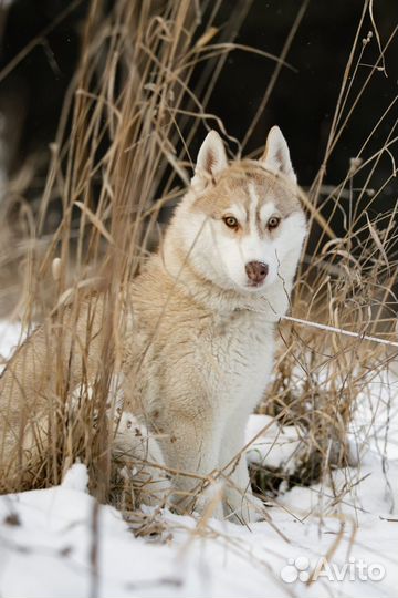 Шикарная девочка хаски
