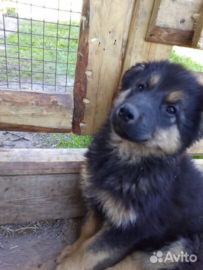 Кавказская овчарка