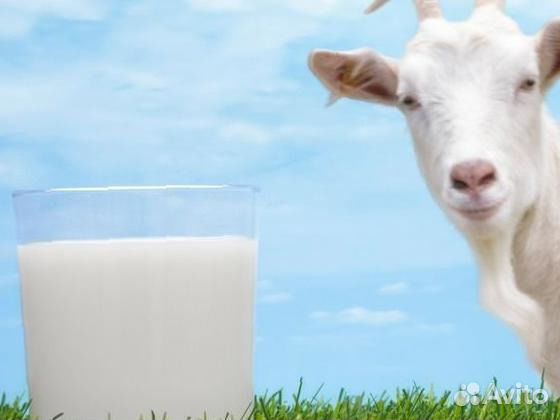 Козье молоко