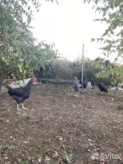 Петушки доминант D 959