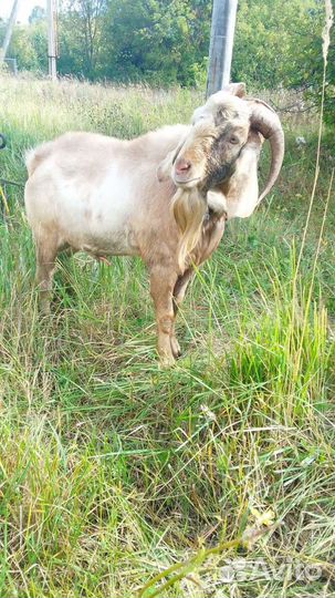 Нубийский козел